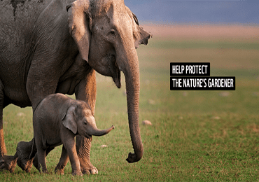 Save the elephants! Sri Lanka bans single-use plastics